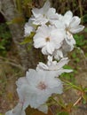 Wonderful white pink flowers give happiness