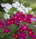 Wonderful white and purple Cosmos flowers Royalty Free Stock Photo