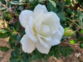 A wonderful white rose in a garden