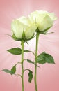 Wonderful white Roses on abstract background Royalty Free Stock Photo