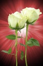 Wonderful white Roses on abstract background Royalty Free Stock Photo
