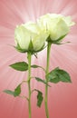 Wonderful white Roses on abstract background Royalty Free Stock Photo