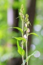 Wonderful White Wildlife Orchid