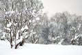 Wonderful white winter landscape with branches of trees covered by snow Royalty Free Stock Photo