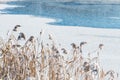 Wonderful white winter landscape with frozen lake, reeds and forest Royalty Free Stock Photo