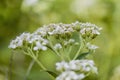 White Virginia Crownbeard Wildflower - Verbesina virginica Royalty Free Stock Photo