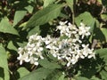 White Virginia Crownbeard Wildflower - Verbesina virginica