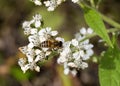 White Virginia Crownbeard Wildflower - Verbesina virginica and Honey Bee Royalty Free Stock Photo