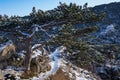 Wonderful winter forest landscape in the mountains. pine trees and rock nature landscape. austria. lower austria. moedling.