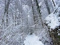 Wonderful winter hiking trails and traces on the fresh alpine snow cover on the slopes of Rigi Mountain