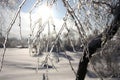 Wonderful winter landscape with ice-covered transparent sunlit branches