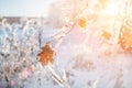 Wonderful winter landscape with one leaf on a tree covered with frost on a bright Sunny day. Christmas day Royalty Free Stock Photo