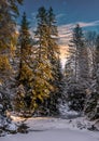 Wonderful winter landscape. snow covered pine tree over the moun Royalty Free Stock Photo