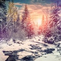 Wonderful winter landscape. snow covered pine tree over the mountain river under sunlight Royalty Free Stock Photo