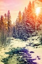Wonderful winter landscape. snow covered pine tree over the mountain river under sunlight Royalty Free Stock Photo