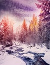 Wonderful winter landscape. snow covered pine tree over the mountain river under sunlight Royalty Free Stock Photo