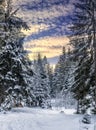 Wonderful winter landscape. snow covered pine treer under sunligt . wonderful, amazing view. christmas holiday concept. Royalty Free Stock Photo