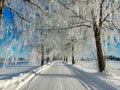 A wonderful winter landscape with a snowy dirt road, a forest with snow-white birches. Strong frost in sunlight. Royalty Free Stock Photo