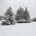 Wonderful winter landscape, snowy spruces. Natural beauty of nature. Europe, Lithuania January 2021 Royalty Free Stock Photo