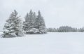 Wonderful winter landscape, snowy spruces. Natural beauty of nature. Europe, Lithuania January 2021 Royalty Free Stock Photo