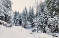 Wonderful wintry landscape. Winter mountain forest. frosty trees under sunlight. picturesque nature scenery. creative Royalty Free Stock Photo