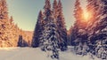 Wonderful wintry landscape. Winter mountain forest. frosty trees under warm sunlight. picturesque nature scenery. creative Royalty Free Stock Photo