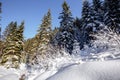 Wonderful wintry landscape. Winter mountain forest. frosty trees under warm sunlight. picturesque nature scenery Royalty Free Stock Photo