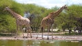 Wonderful Giraffe in the Wild, Wildlife, Camelopard, Wild Nature, Wild Animal