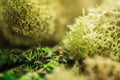 The wonderful world of moss in macro Royalty Free Stock Photo