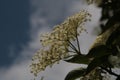 The wonderful world of plants and insects in nature and our gardens - macro photos.Lilac Black in bloom - white flowers.