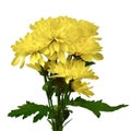 Wonderful Yellow Crysanthemums on white