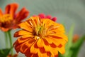 A wonderful yellow flower in a garden with blurred bokeh Royalty Free Stock Photo