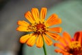 A wonderful yellow flower in a garden with blurred bokeh Royalty Free Stock Photo