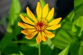 A wonderful yellow flower in a garden with blurred bokeh Royalty Free Stock Photo