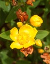 Wonderful yellow hypericum patulum outside in bloom