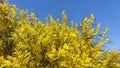 Wonderful mimosa bloom in spring, Royalty Free Stock Photo