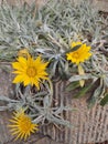 Wonderful yellow sunflowers in garden