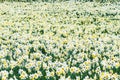 Wonderful yellow and white daffodil flower field Royalty Free Stock Photo