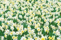 Wonderful yellow and white daffodil flower field Royalty Free Stock Photo