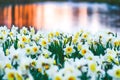 Wonderful yellow and white daffodil flower, narcissus, spring perennial flower Royalty Free Stock Photo