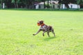 A wonderful young dog of breed German Shorthaired Pointer  running on the grass with a ball in his teeth_ Royalty Free Stock Photo