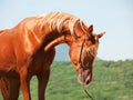 Wonderful young show arabian stallion