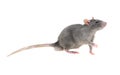 Wonderful young timid wary light gray furry rat home pet on white isolated background looks in right frame pulls left front paw gr