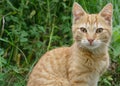 Wonderfull cats