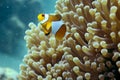 Wonderfull Clown Fish or Nemo