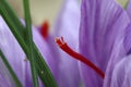 The wonderfull colour of the Crocus Sativus , zafferano spice