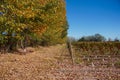 Autumn in Mendoza is not the same Royalty Free Stock Photo