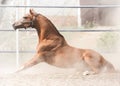 Wonderfull gold stallion lies in the sand. beautiful neck