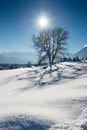 Wonderfull tree in austrian alps with sun beams