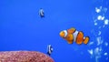 Ã Â¸â¡Wonderfull underwater world with corals and tropical Clown fish in Aquarium